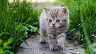 cute cute animals Cutest animals world animal most earth cats top being