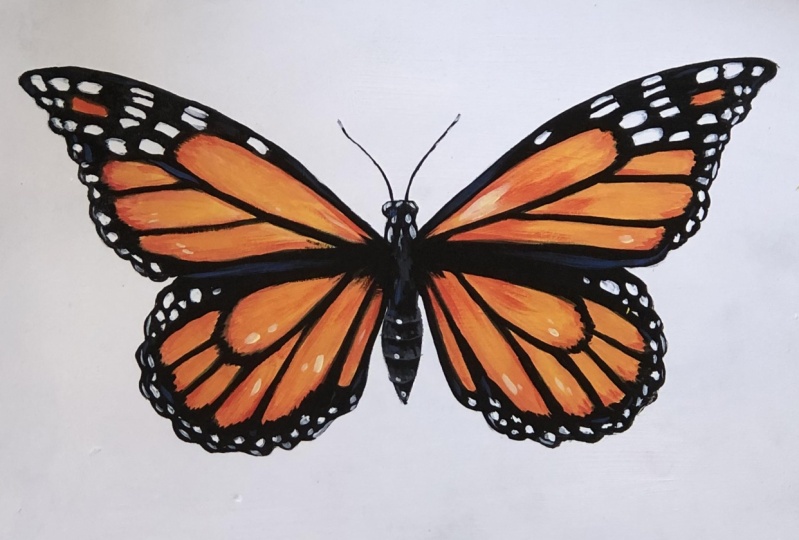 Learn to Draw and Paint a Butterfly | Bonnie Lecat | Skillshare