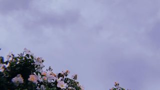 aesthetics wallpaper Aesthetic wallpaper ophone