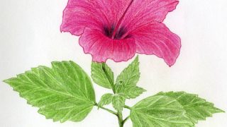 flower in drawing Flower line art svg