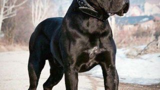 dogs corso Corso mastiff