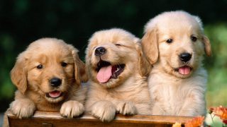 wallpaper that is cute Incredible compilation of 999+ adorable full 4k wallpaper images