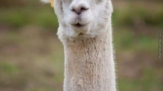 funny as meme Download funny memes cat sticking tongue out pictures