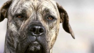 cane mastiff Corso cane mastiff italian molosser dog breed ask guy wade comment john leave