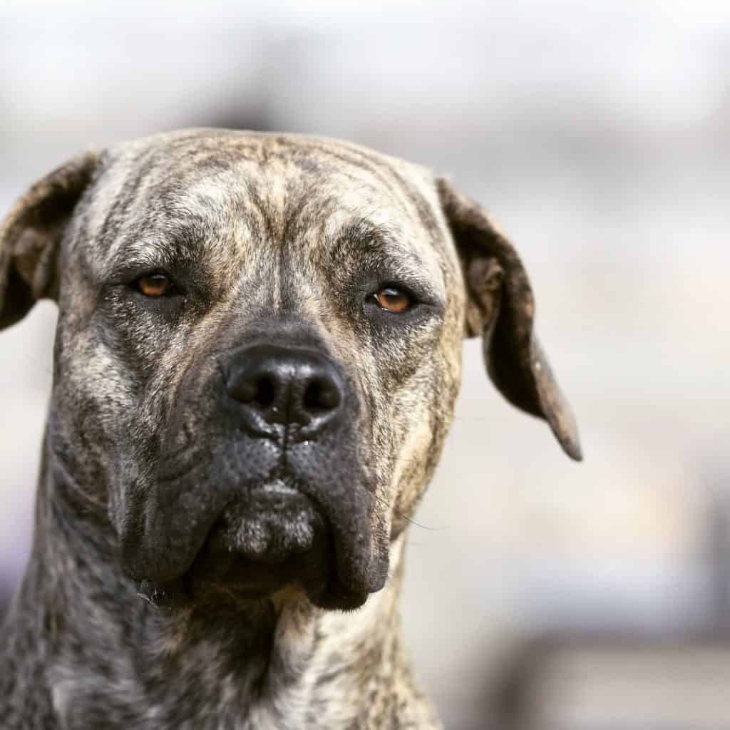 Cane Corso (Italian Mastiff) (Molosser Breed) - ASK THE DOG GUY